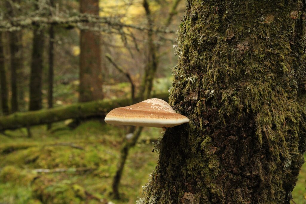 A semi-circular pale brown fungus growing from the trunk of a birch tree.