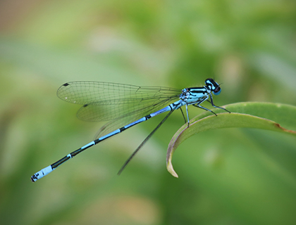Blue-tailed Damselfly on a leaf.