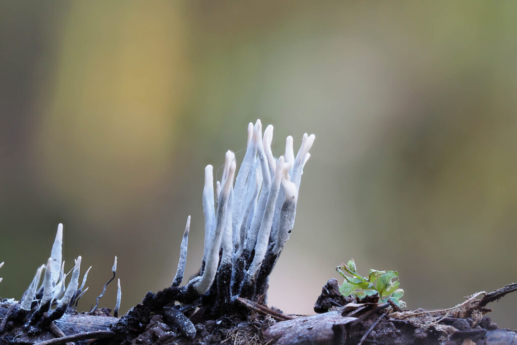 Erect, white, stick-like mushrooms growing on a branch.