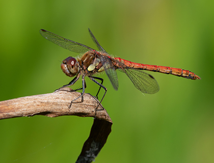 Common Darter Dragonfly.