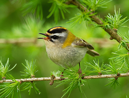 Firecrest bird sitting on a branch with green foliage.