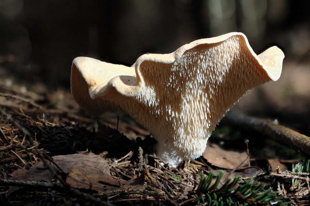 A mushroom cap with spines growing on the underside.