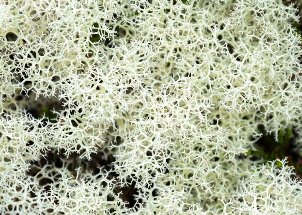 Reindeer Lichen.