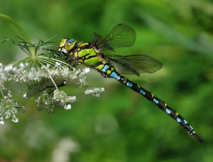 Southern Hawker Dragonfly on a white flower.