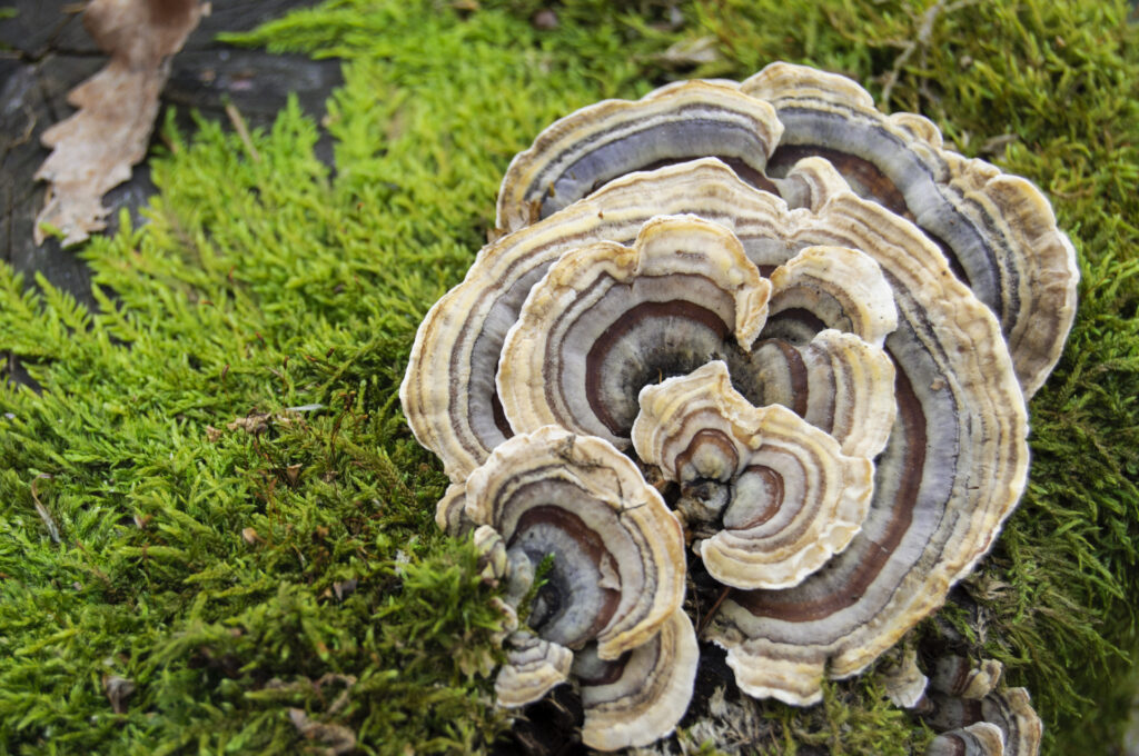 Semi-circular fungus growing from a branch in colourful concentric rings.