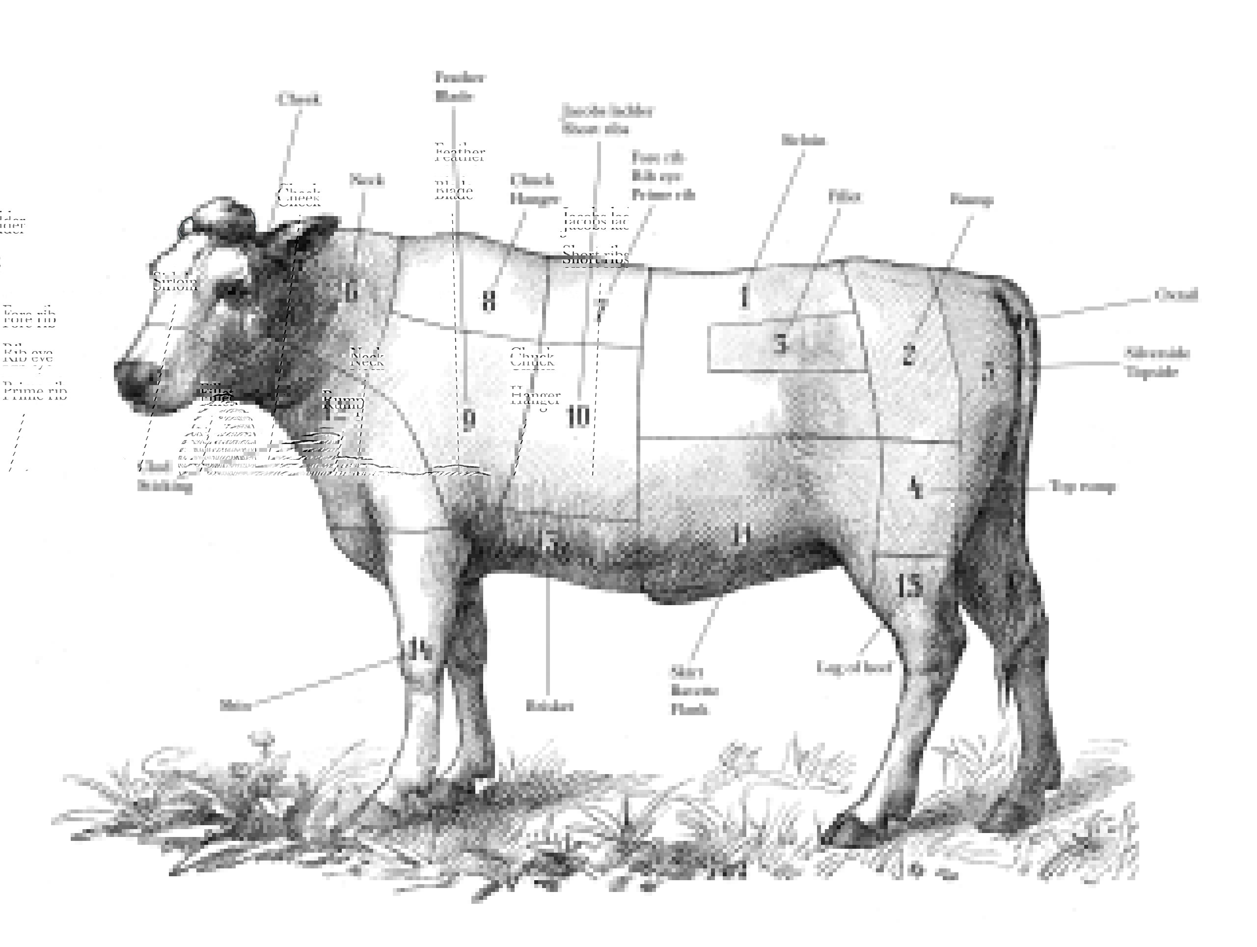 Illustration of beef cattle highlighting the various cuts of meat.