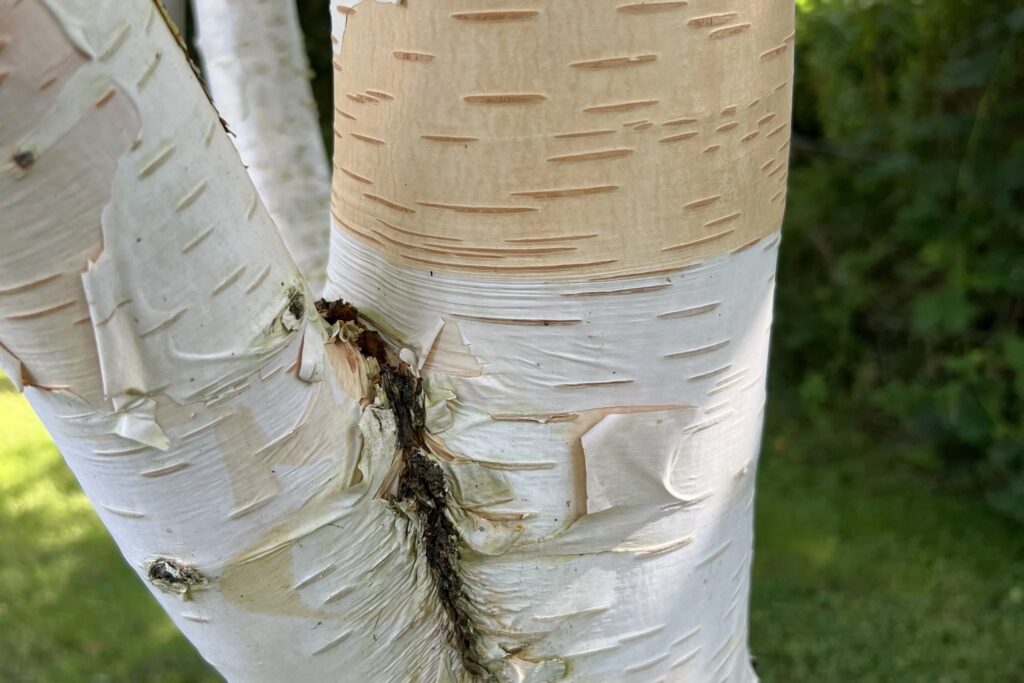 A close up of striking white peeling bark.