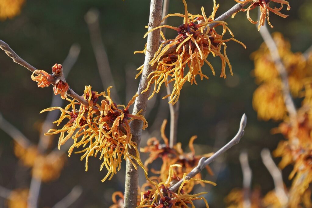 Spider-like yellow/red flowers growing on bare stems.