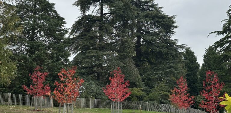A row of young trees with bright red autumn leaves stands in front of tall, dark evergreen trees. The trees are planted behind a low wooden fence, with an overcast sky above.