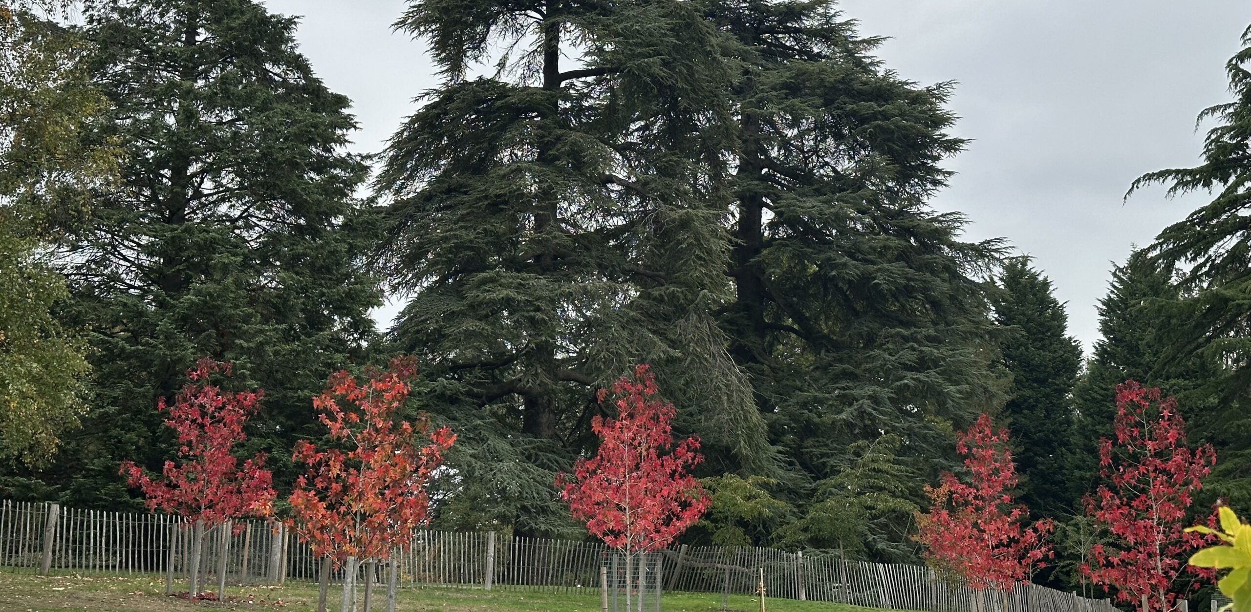 A row of young trees with bright red autumn leaves stands in front of tall, dark evergreen trees. The trees are planted behind a low wooden fence, with an overcast sky above.