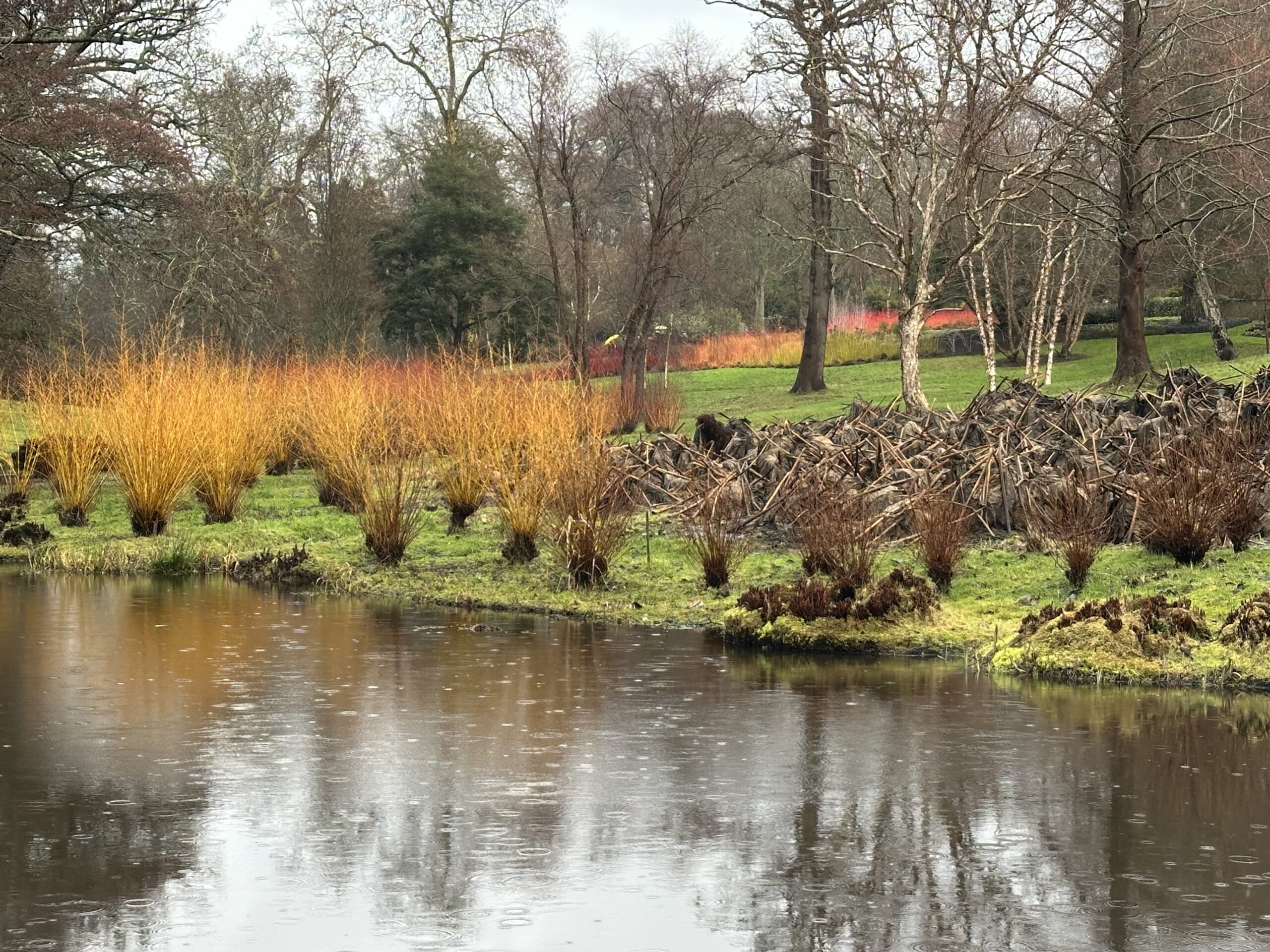 A calm pond reflects a grey winter sky, with rows of bright orange and red dogwood shrubs lining the water’s edge. Behind them, leafless trees and patches of vivid red and yellow winter stems stand out against the muted woodland background.