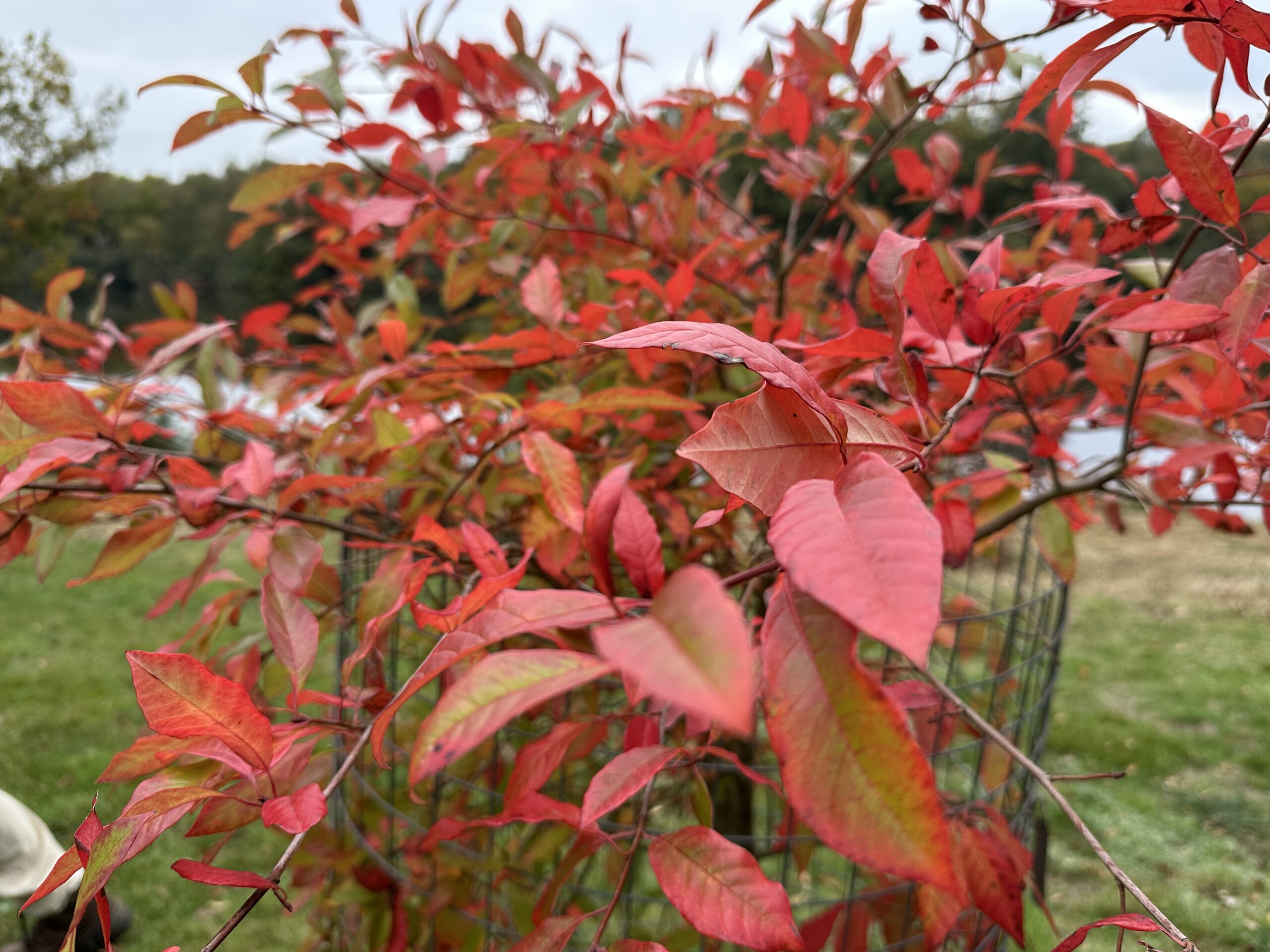 Close-up of a red-leafed plant. A lake and woodland are visible in the blurred background under a cloudy sky.