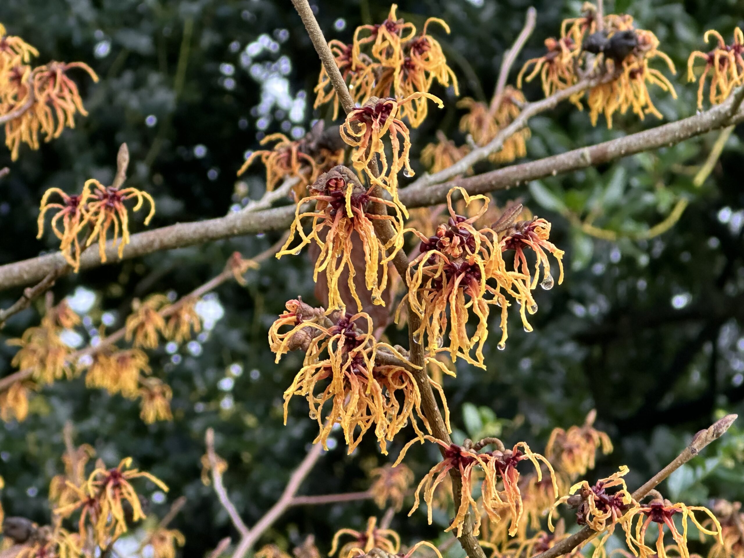 Bright yellow witch hazel flowers with curling, ribbon-like petals clustered on bare branches, with dark green foliage blurred in the background.