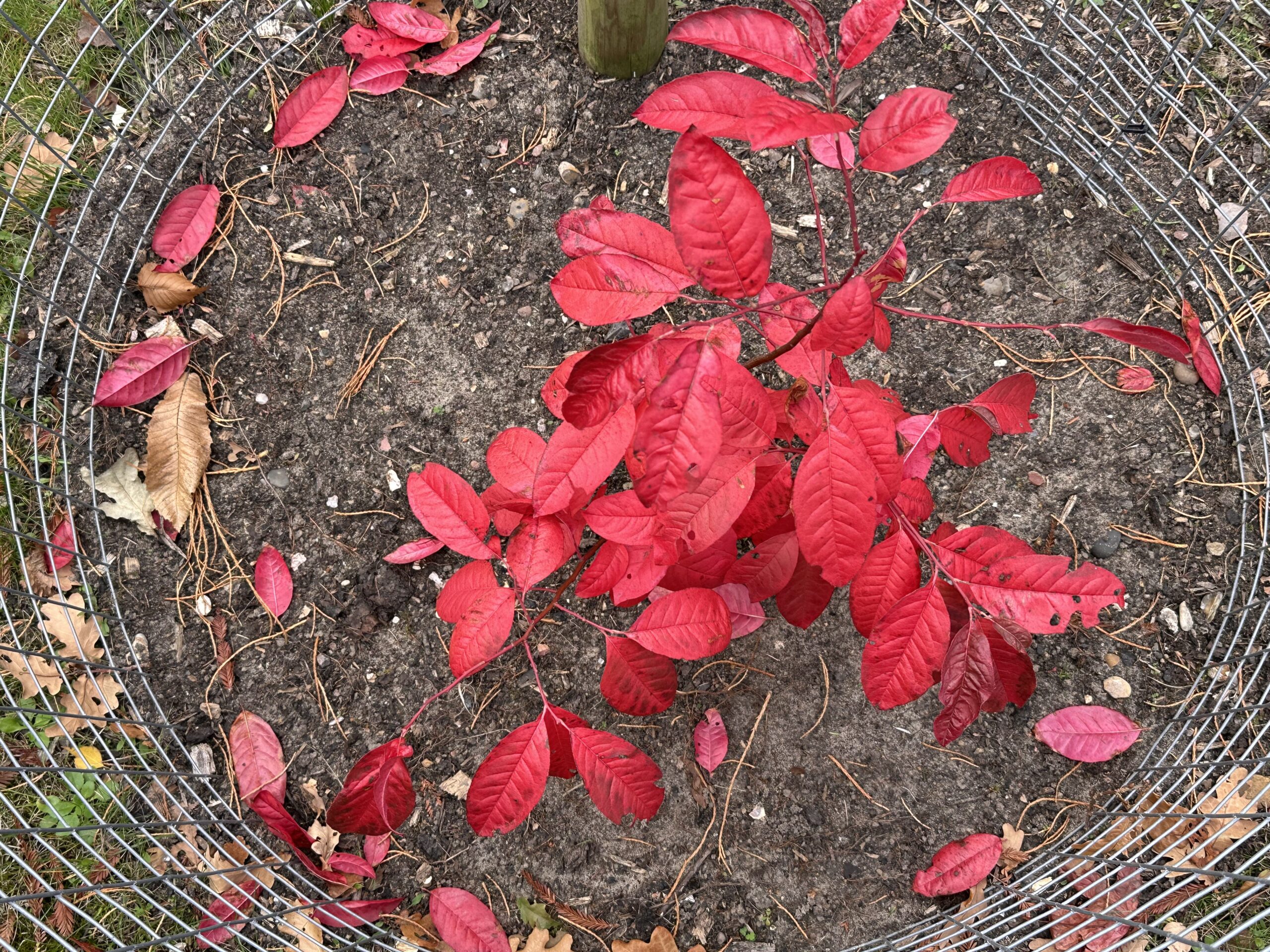 An overhead close-up of a red-leafed plant planted within a wired-mesh fence.