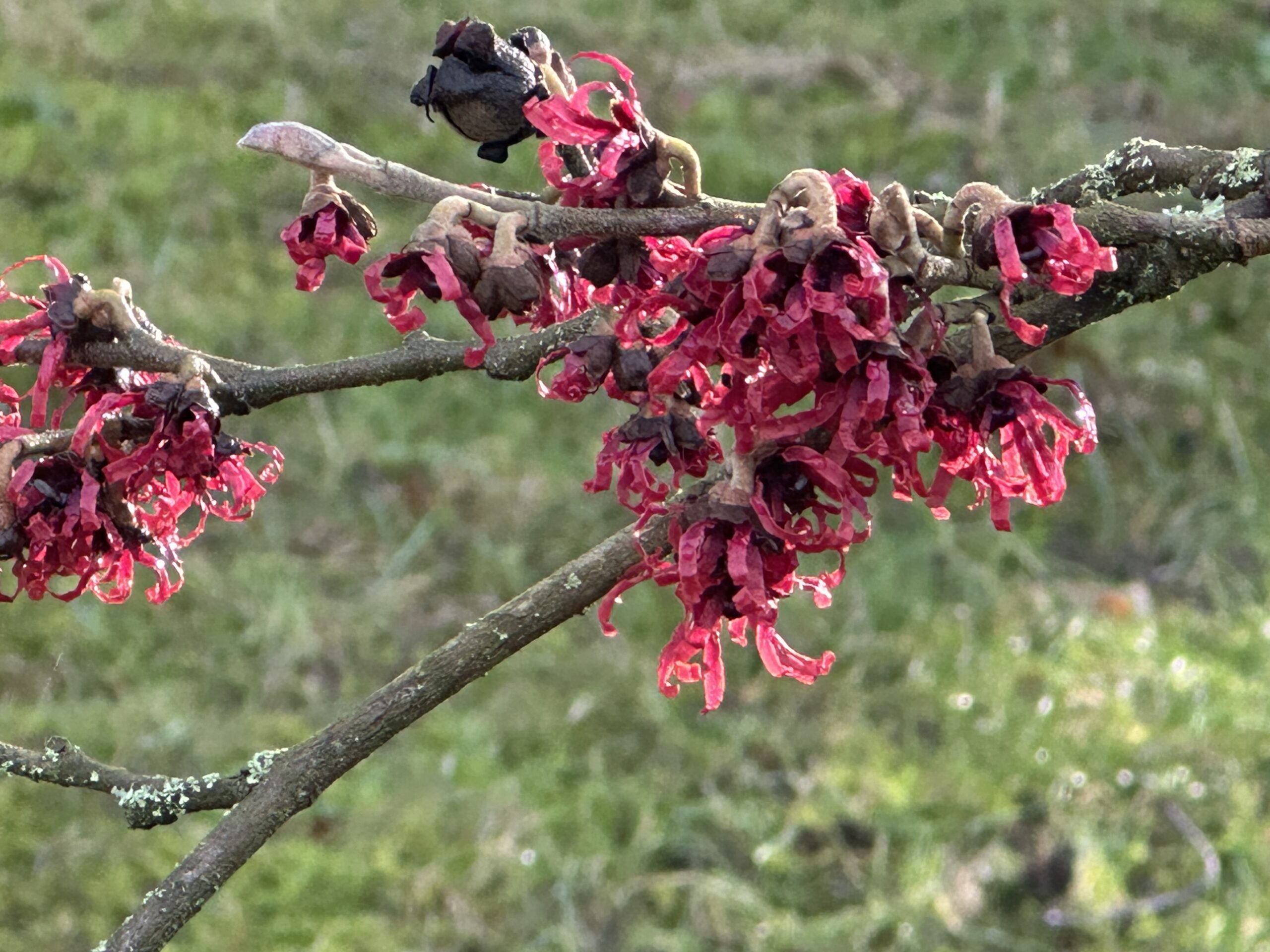 A close-up of deep red witch hazel flowers with ribbon-like petals clustered along bare branches against a soft green background.