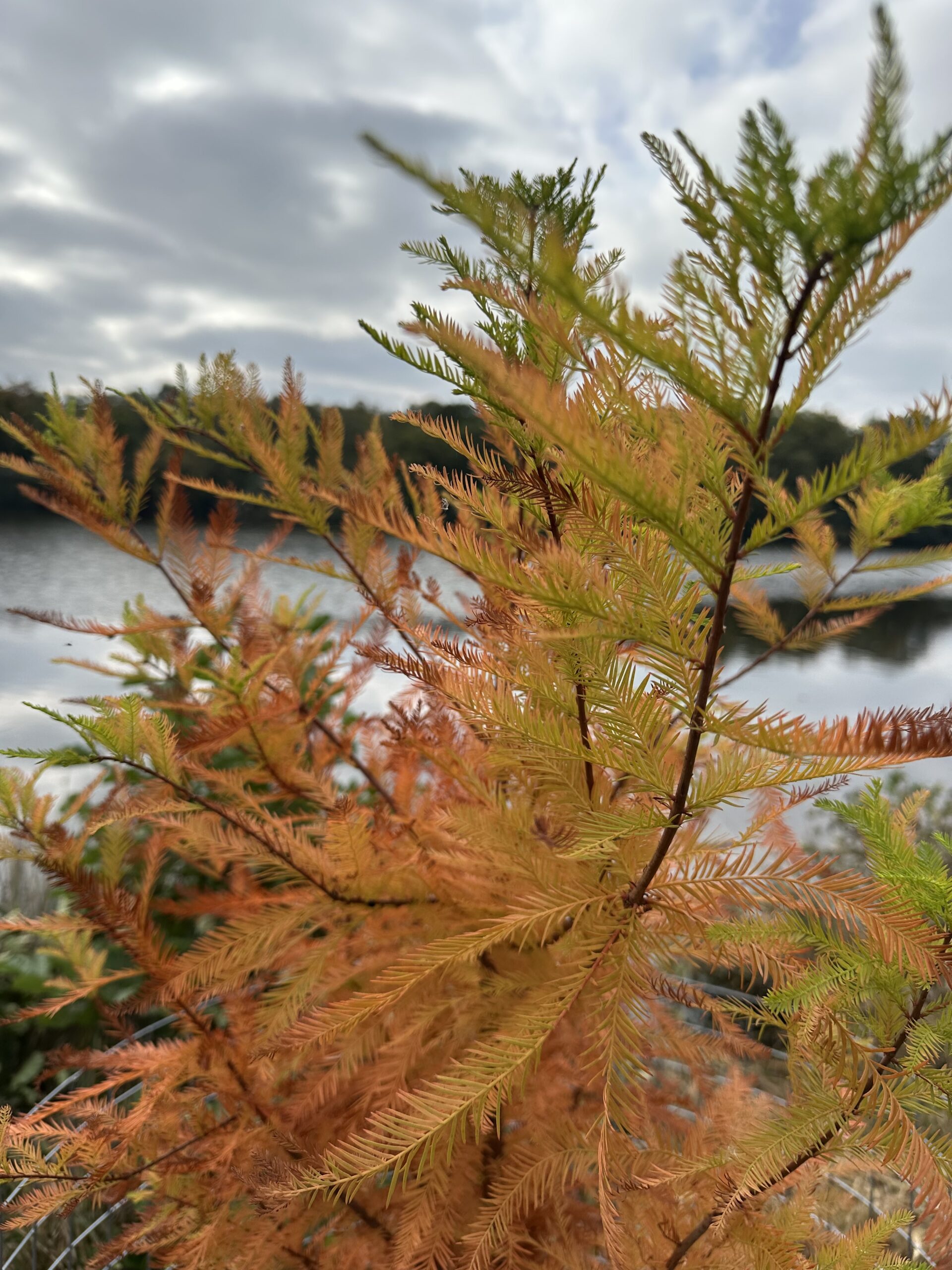 Close-up of a feathery, soft-needle tree displaying autumn colours ranging from green to orange. A lake and woodland are visible in the blurred background under a cloudy sky.