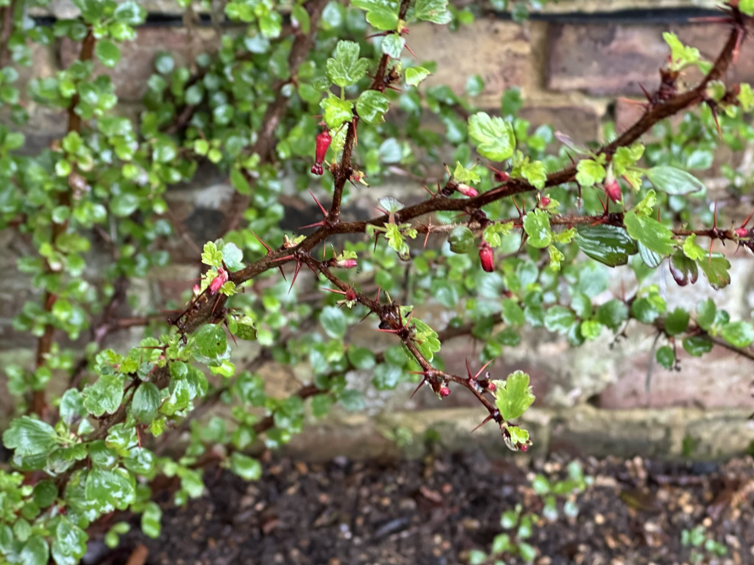 A spiny shrub with glossy green leaves and small red tubular buds along reddish-brown stems, set against a brick wall.