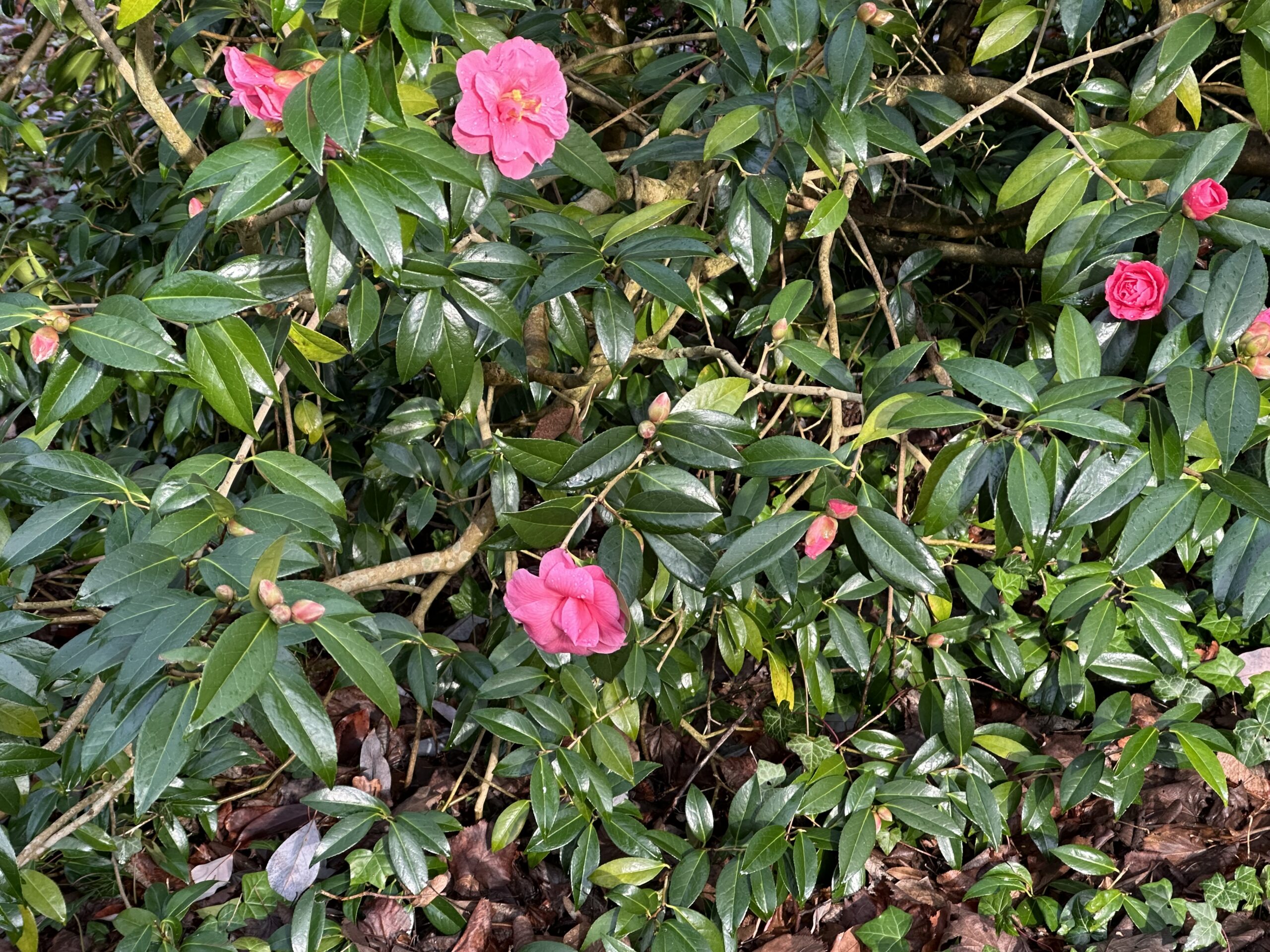 A glossy-leaved shrub with several bright pink camellia flowers and buds scattered across dense green foliage.