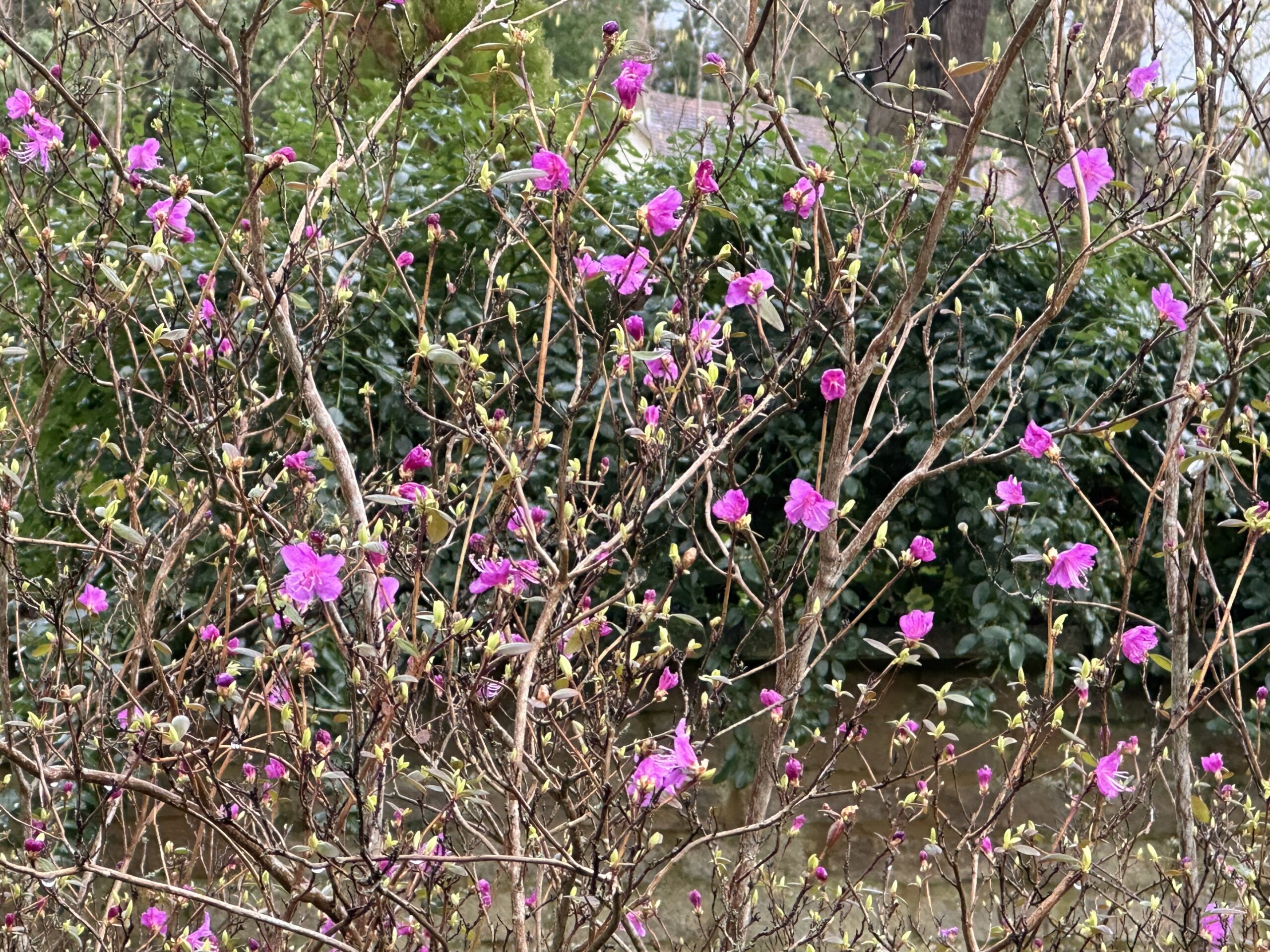 A tangle of slender branches dotted with small bright pink blossoms and buds, with evergreen shrubs softly blurred behind.