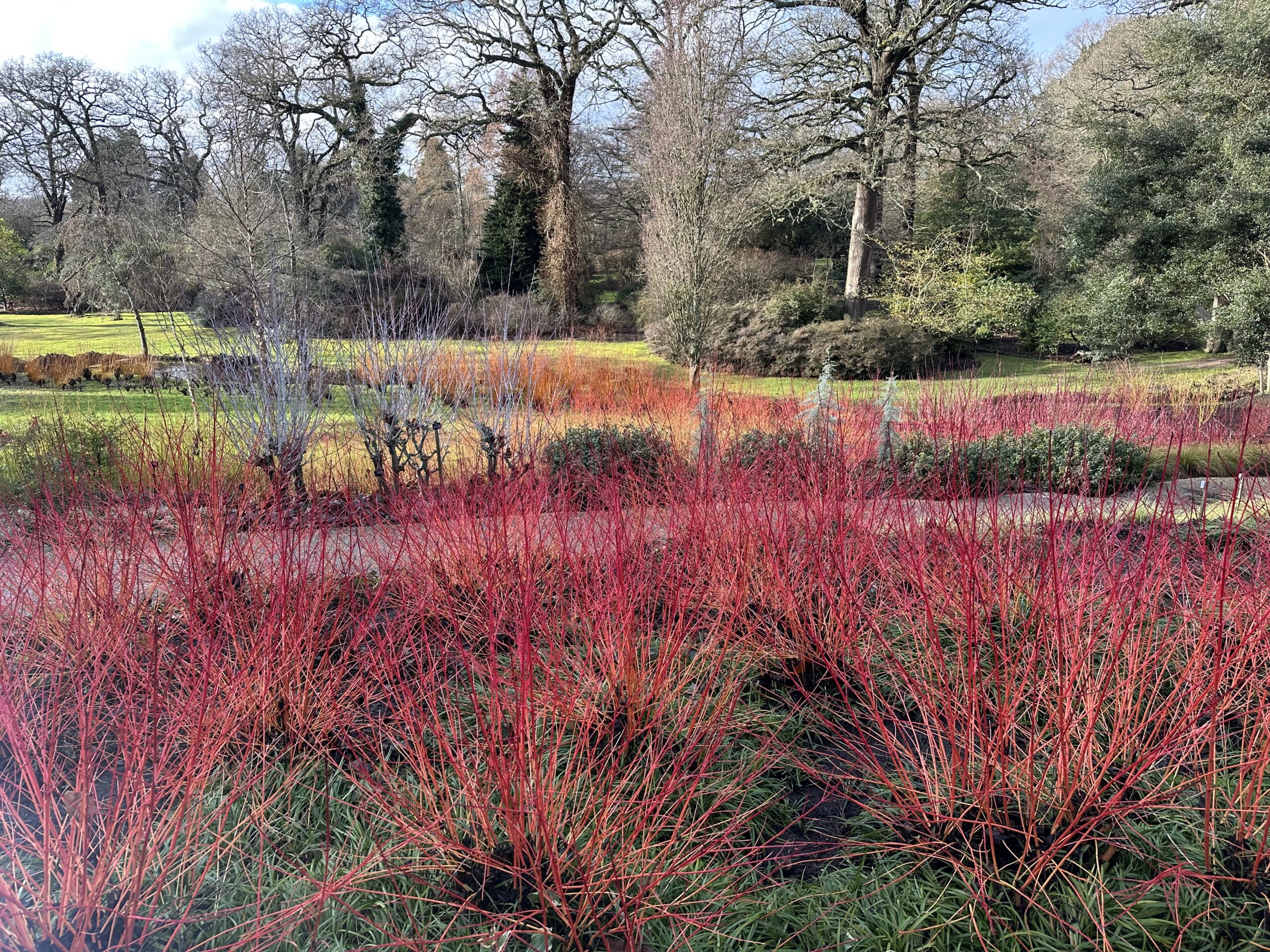A vibrant winter garden scene with masses of red, orange, and yellow dogwood stems layered across the landscape, framed by bare trees and patches of evergreen foliage.