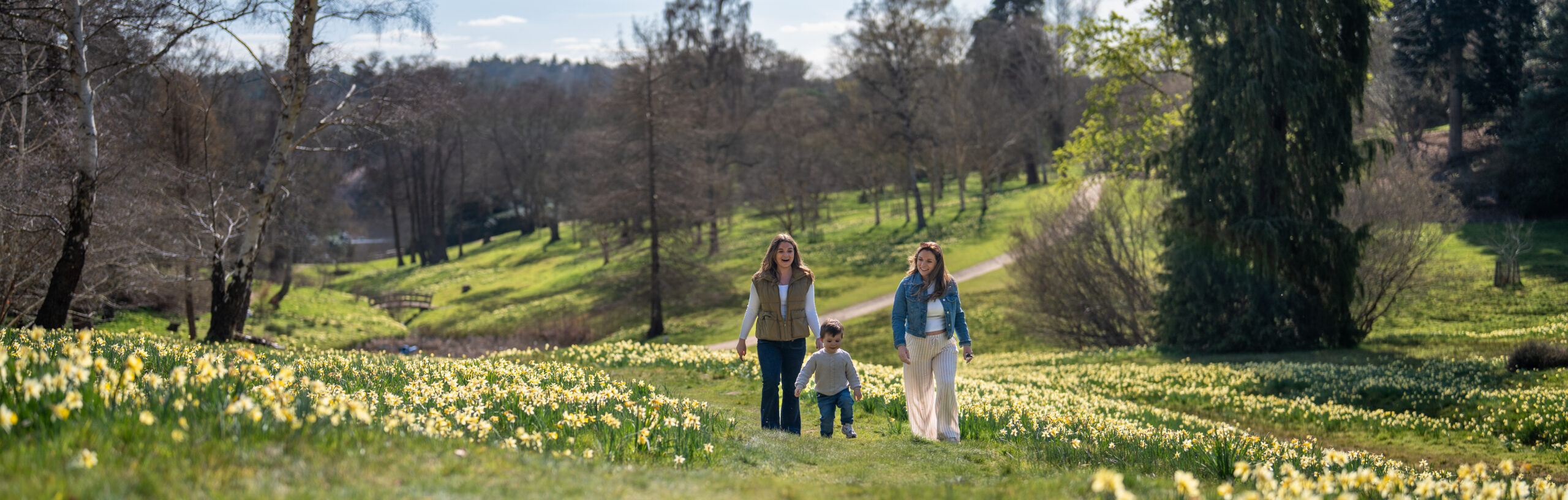 Two adults and a child walking along a path surrounded by daffodils.