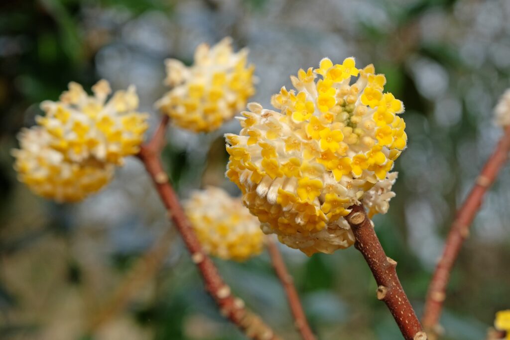 Small yellow flowers opening from pale hairy buds.