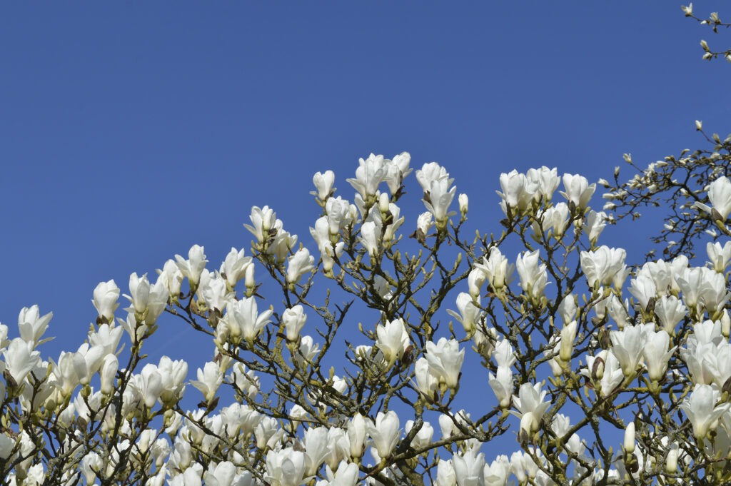 White magnolia flowers