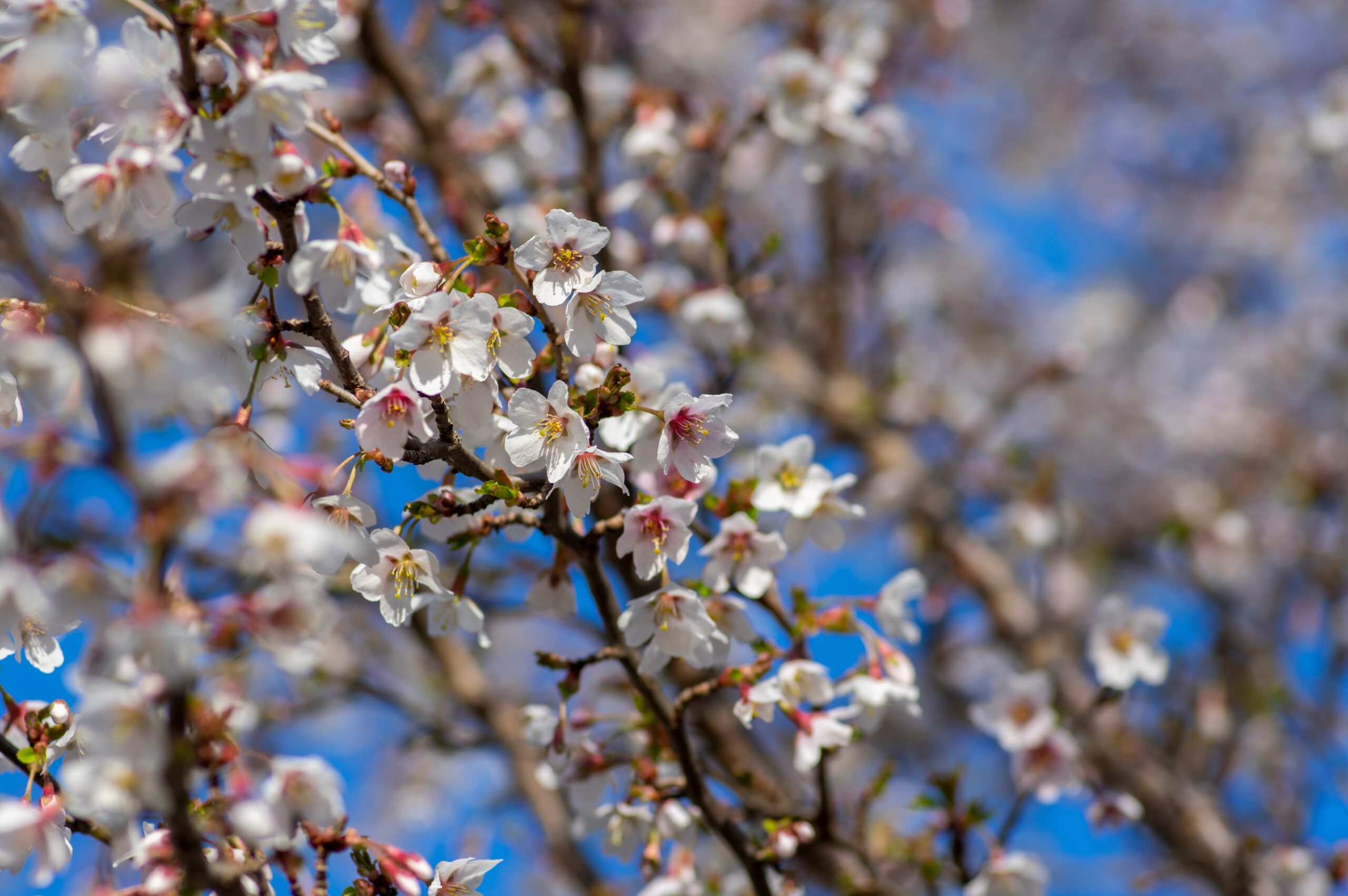 Small white flowers growing on a bare branch.