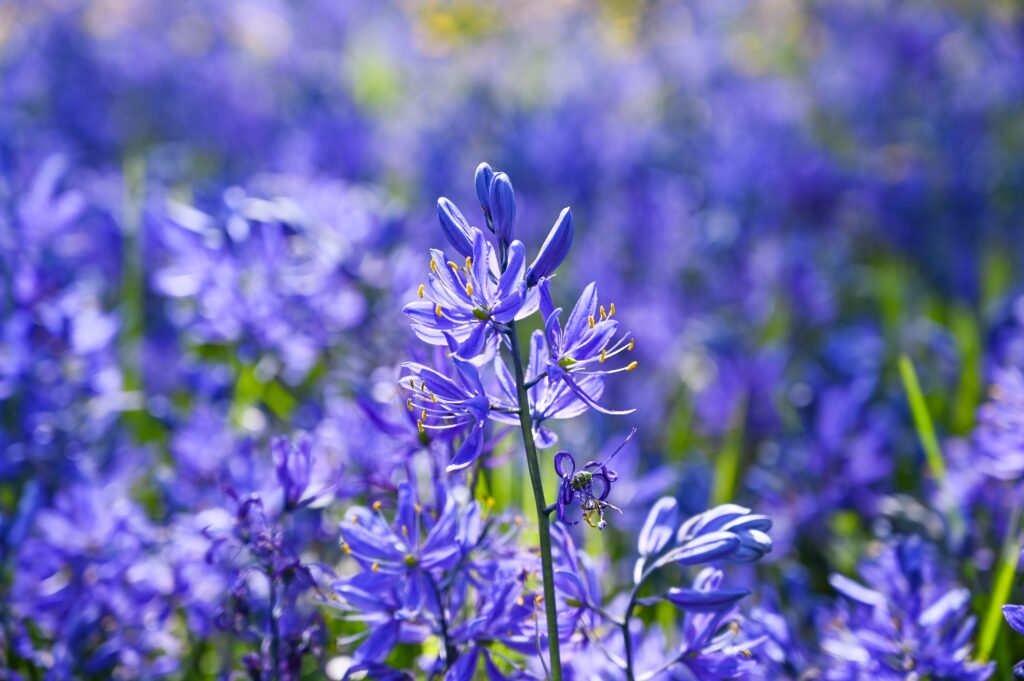 Tall spires of vivid blue flowers.