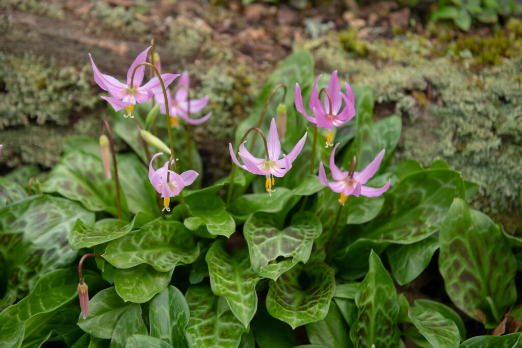 Single pink flowers growing from the ground with curved petals.