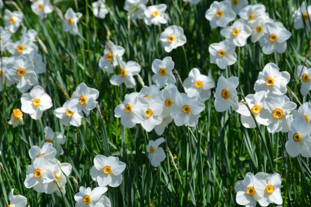A collection of white daffodils with yellow cup centre.