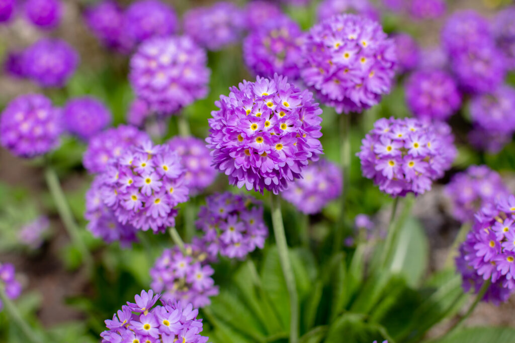 A collection of pom-pom shaped heads of purple flowers with yellow eyes.