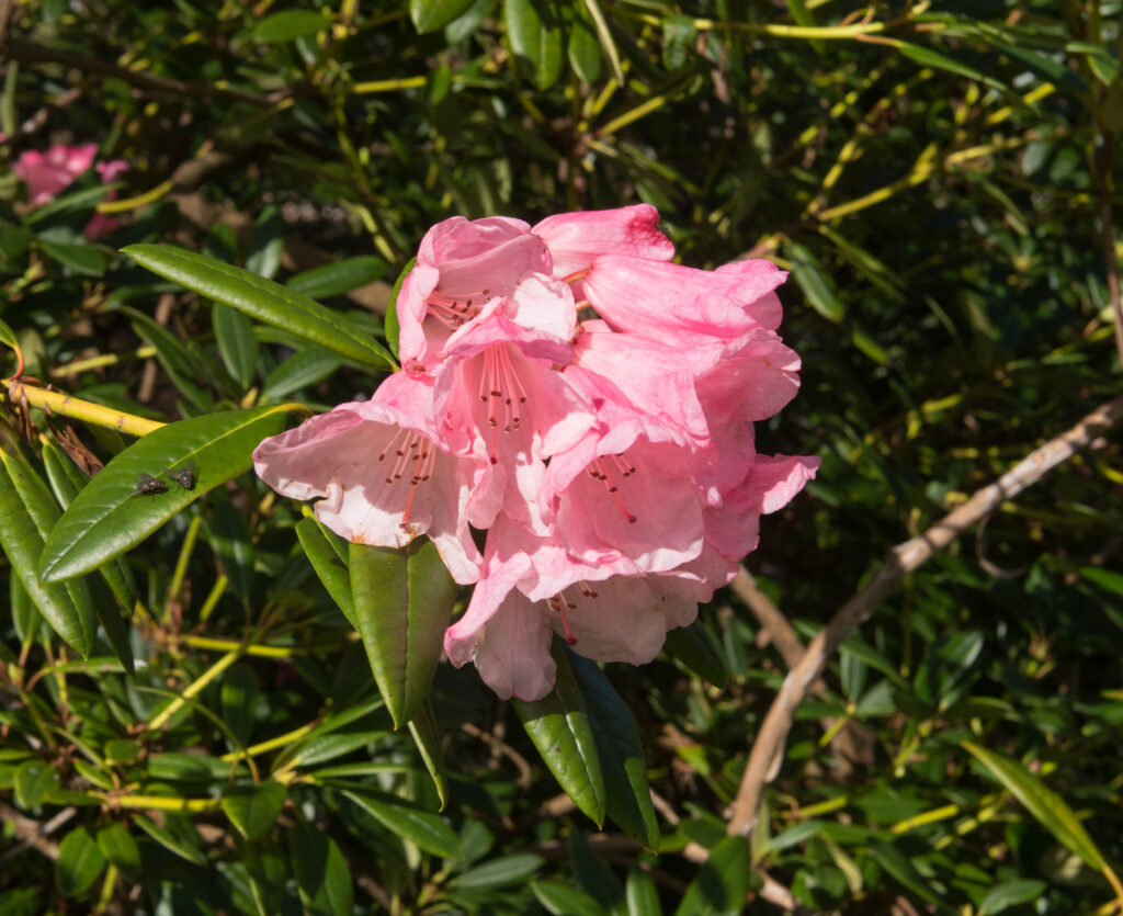 Pink trumpet-shaped rhododendron flowers.