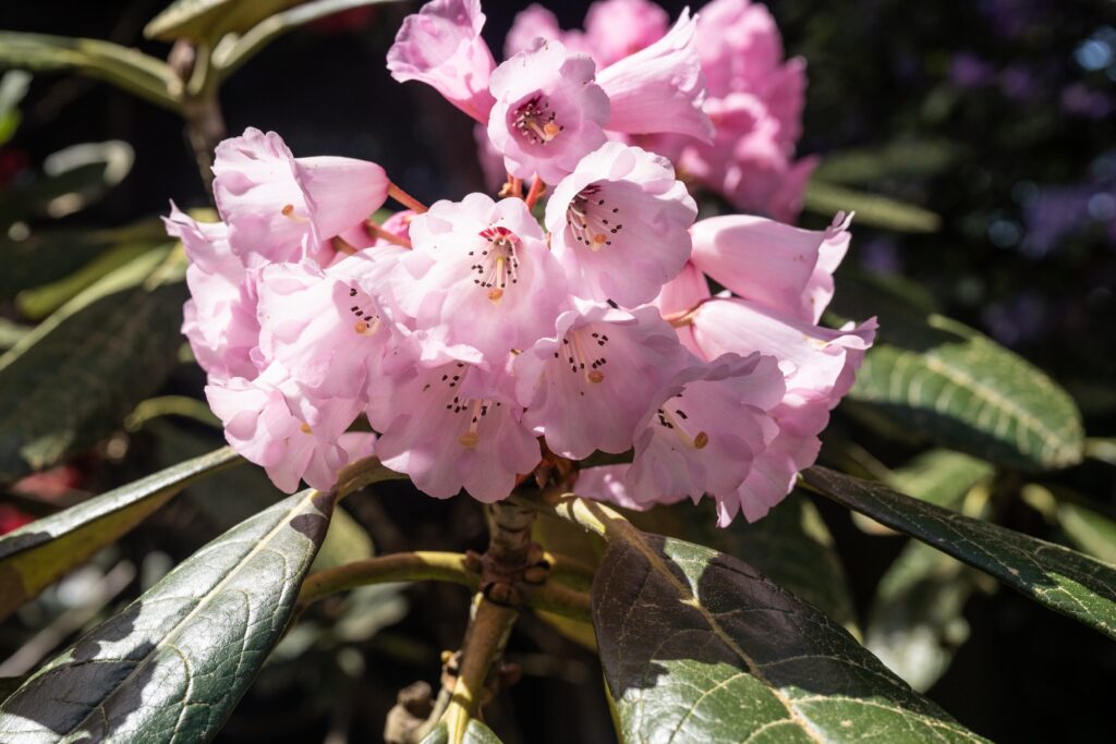 A large group of pale pink rhododendron flowers.