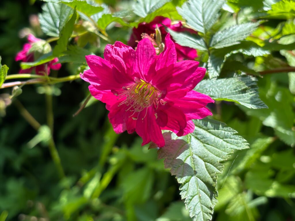 A close up of a bridge purple-pink flower with glossy green leaves behind.