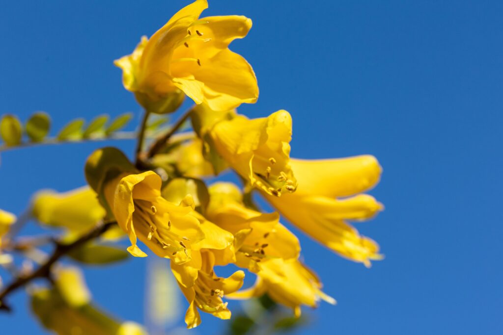 A cluster of yellow tubular flowers with a blue sky behind.