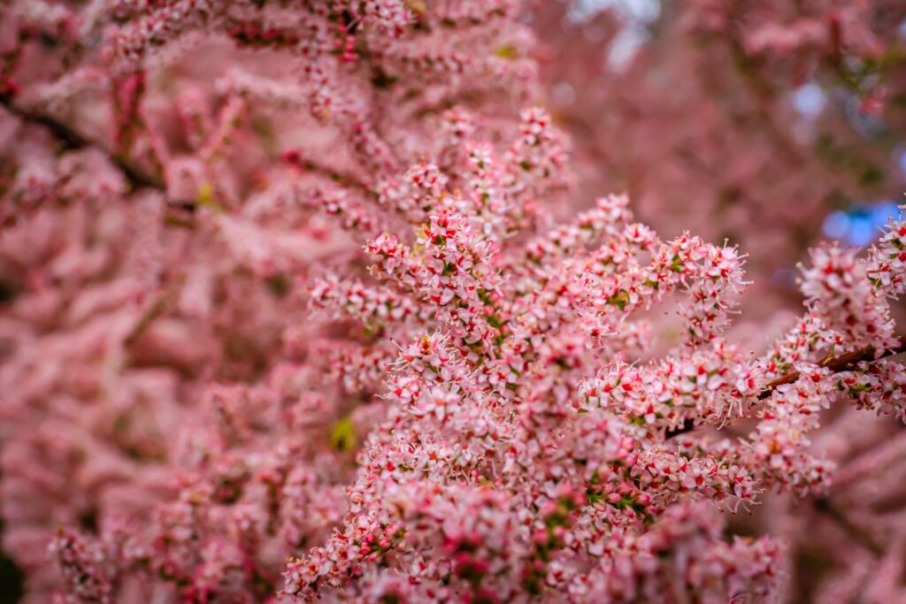 A profusion of tiny pink flowers growing from black branches.