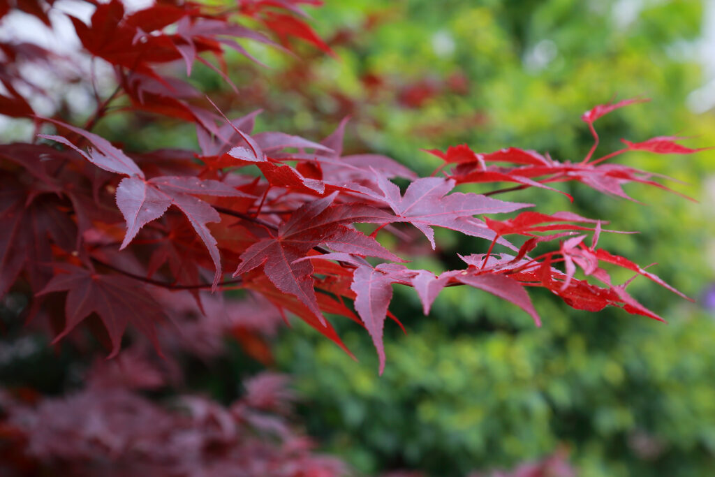 Deep purple coloured leaves of an Acer palmatum.