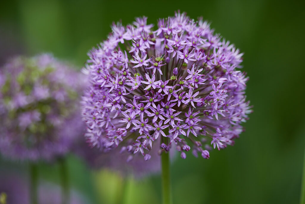 Purple and lilac coloured sphere of small flowers with a green stem.