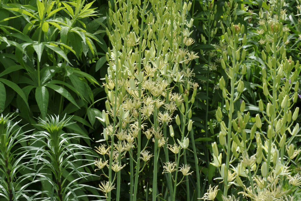 Pale white flowers on a tall green stem.