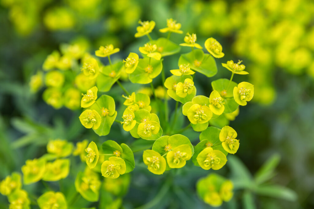 Pale yellow flowers of Euphorbia ceratocarpa.