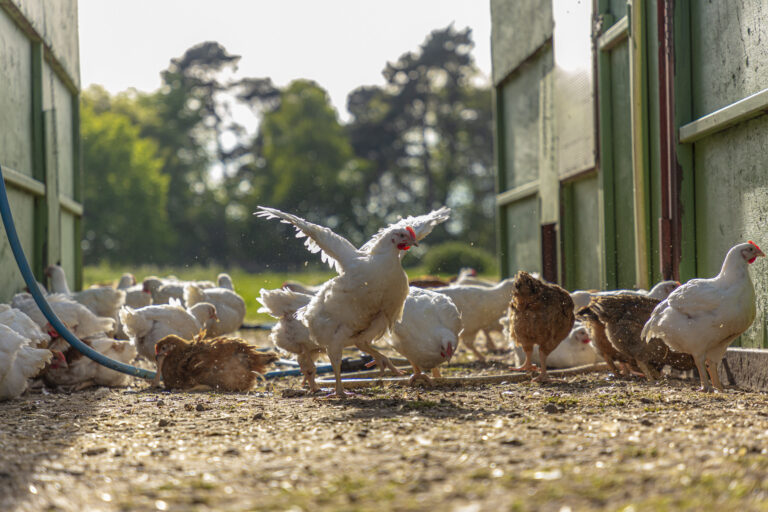 Sutton Hoo Chickens in an open barn with trees in the background.
