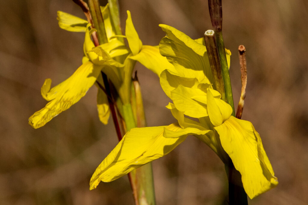 Bright yellow iris-like flowers of Moraea huttonii.