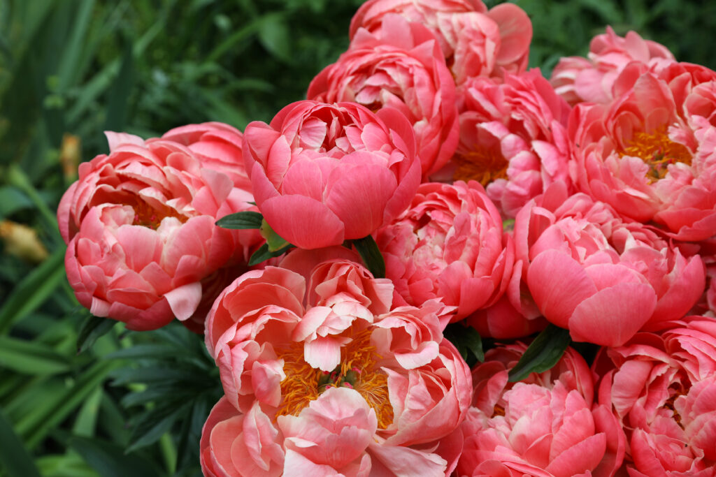 Bright pink flowers of Peony 'Coral Charm'