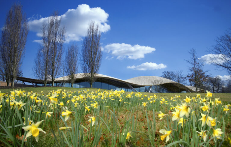 The Savill Building in the background of flowering daffodils.