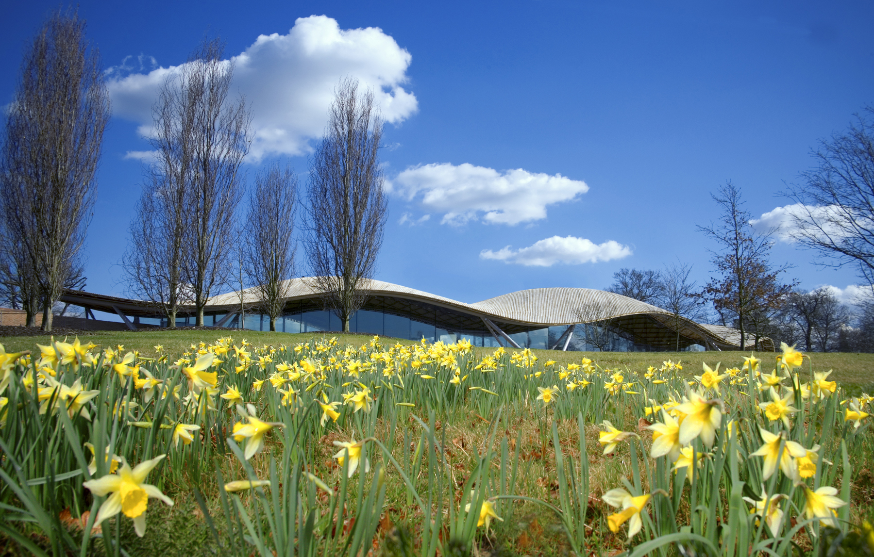 The Savill Building in the background of flowering daffodils.