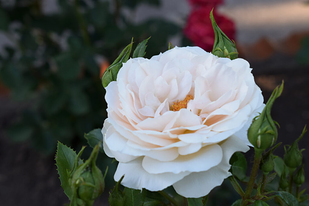 A pale pink rose.
