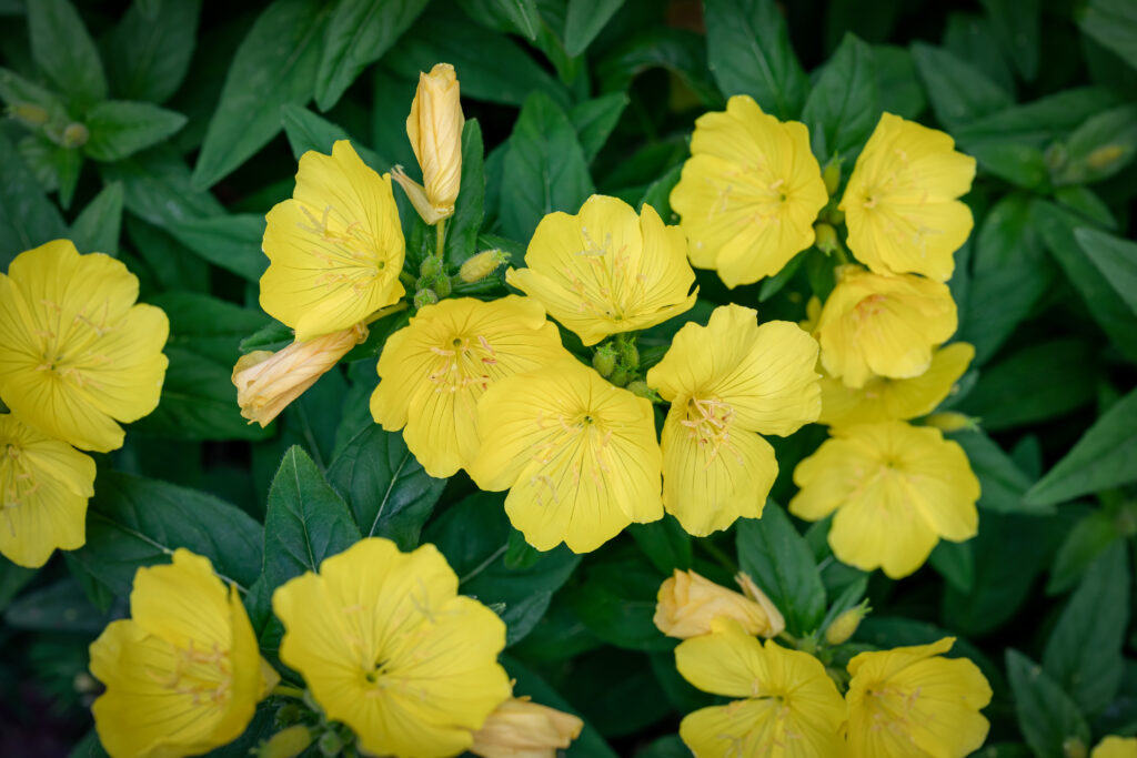 Small yellow flowers.