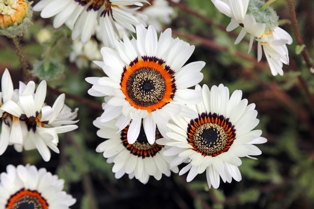 White flowers with black and yellow centres.