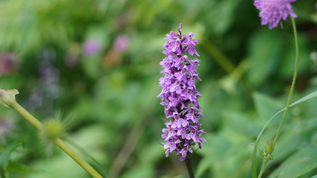 A wild orchid with a spire of purple flowers with darker spots at their centre.